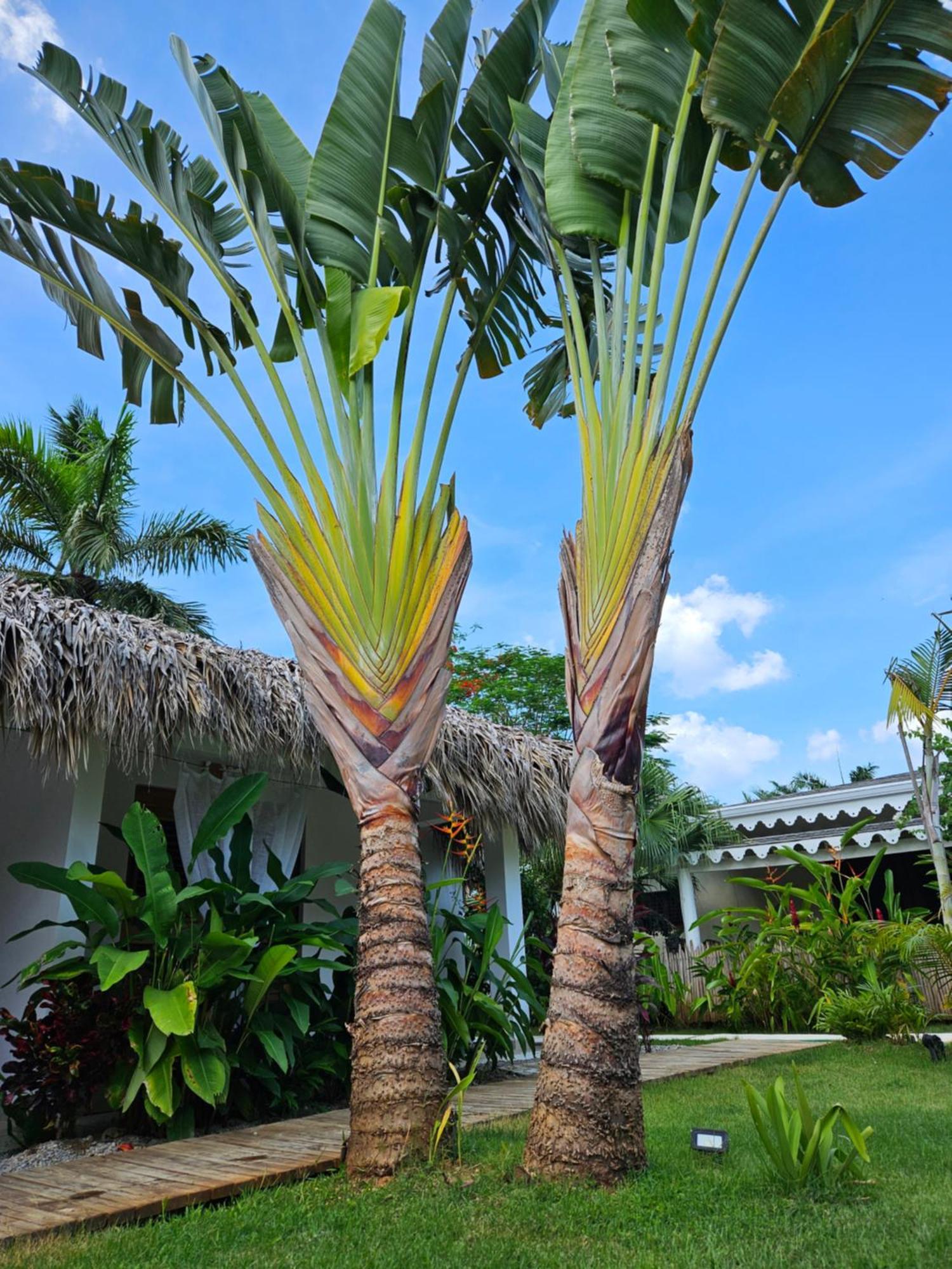 Casa Shambala B&B Las Terrenas Exterior photo