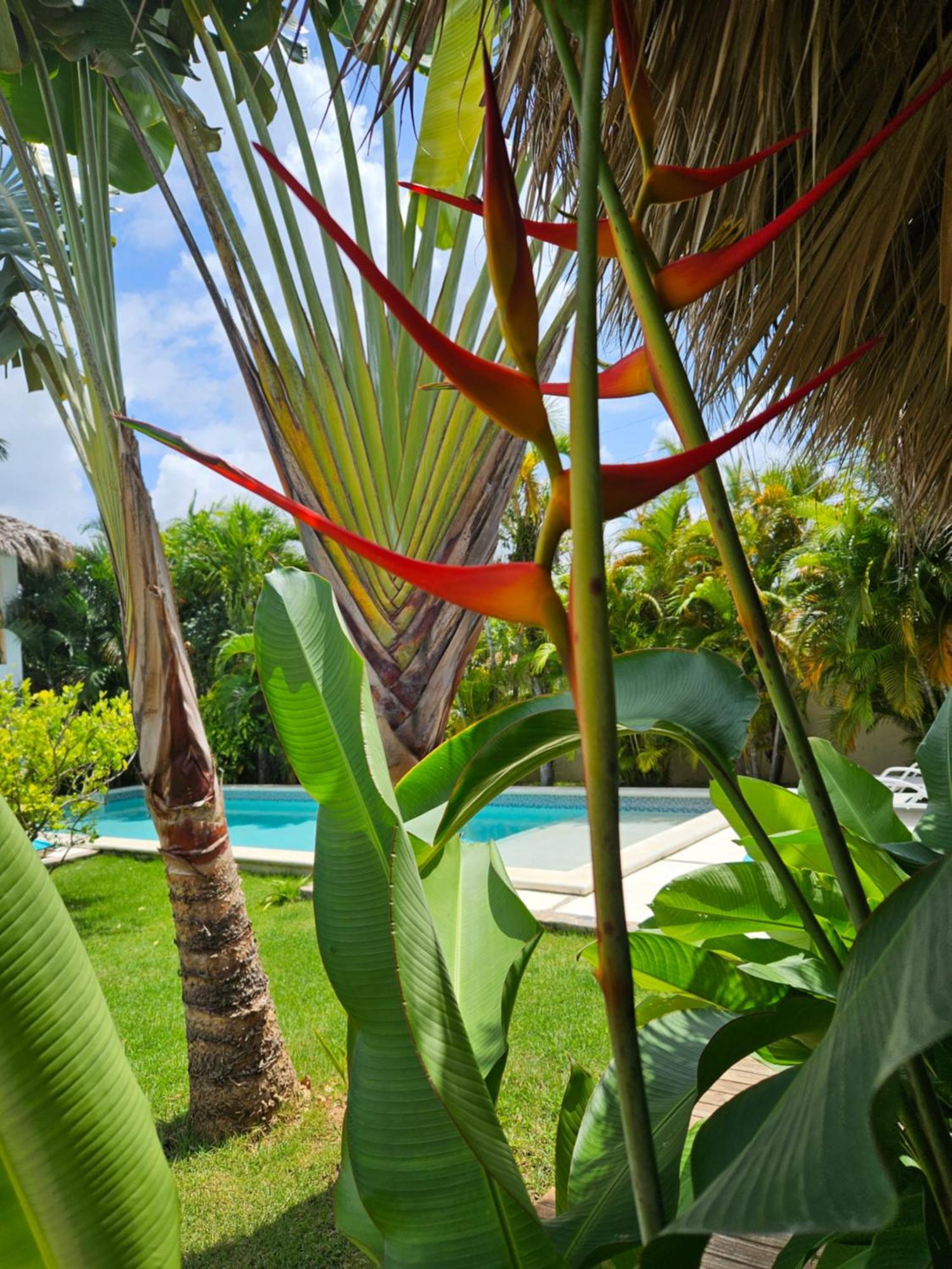 Casa Shambala B&B Las Terrenas Exterior photo